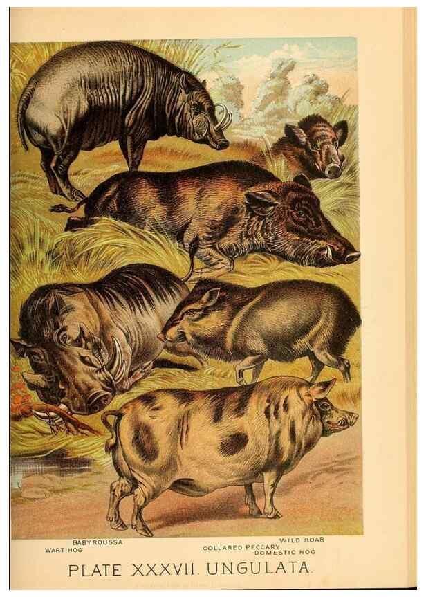Reproducción/Reproduction 7268666696: Johnson's household book of nature,. New York,H.J.Johnson,[1880]