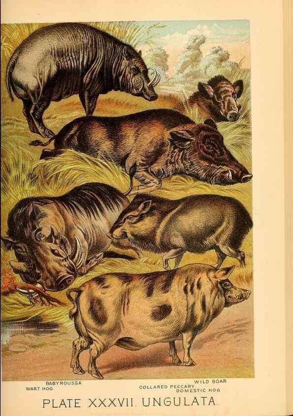 Reproducción/Reproduction 7268666696: Johnson's household book of nature,. New York,H.J.Johnson,[1880]