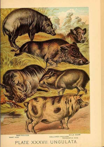 Reproducción/Reproduction 7268666696: Johnson's household book of nature,. New York,H.J.Johnson,[1880]