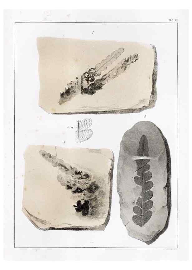 Reproducción/Reproduction 7294200846: Flora fossilis formationis oolithicae =. Padova :Tip. del Seminario,1856/1868-1873/1885.