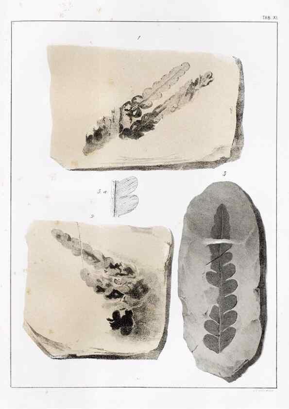 Reproducción/Reproduction 7294200846: Flora fossilis formationis oolithicae =. Padova :Tip. del Seminario,1856/1868-1873/1885.