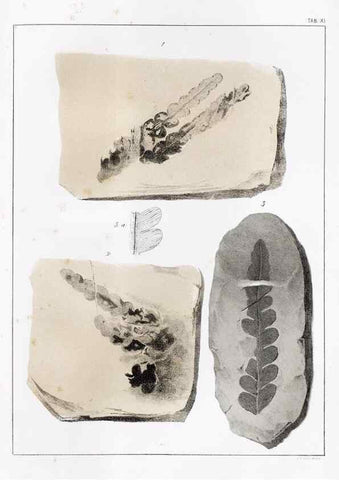 Reproducción/Reproduction 7294200846: Flora fossilis formationis oolithicae =. Padova :Tip. del Seminario,1856/1868-1873/1885.