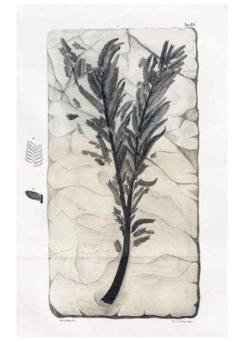 Reproducción/Reproduction 7294202896: Flora fossilis formationis oolithicae =. Padova :Tip. del Seminario,1856/1868-1873/1885.