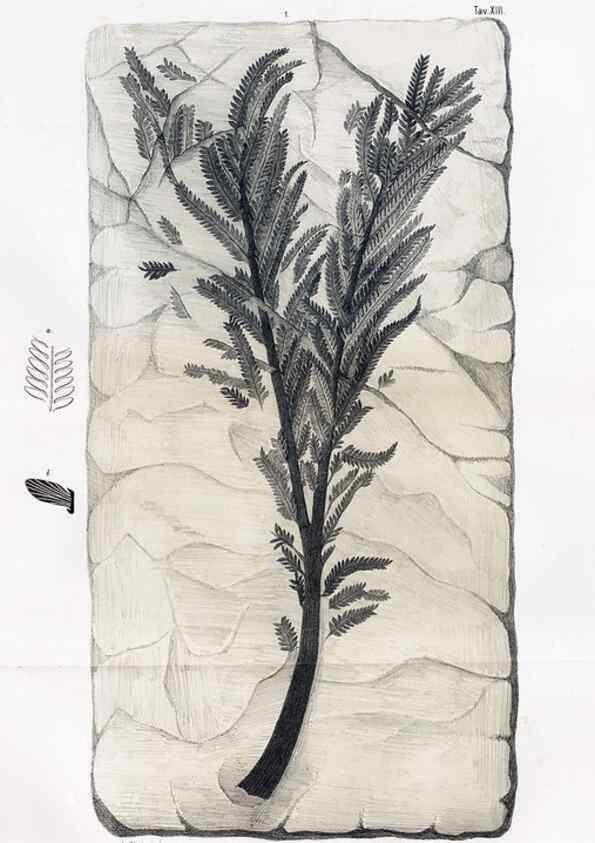 Reproducción/Reproduction 7294202896: Flora fossilis formationis oolithicae =. Padova :Tip. del Seminario,1856/1868-1873/1885.