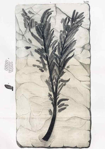 Reproducción/Reproduction 7294202896: Flora fossilis formationis oolithicae =. Padova :Tip. del Seminario,1856/1868-1873/1885.