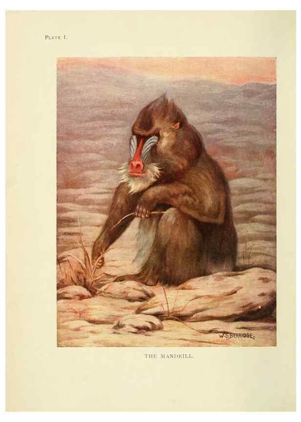 Reproducción/Reproduction 7335333638: The book of the animal kingdom.. London,J. M. Dent & sons, ltd.;1910.