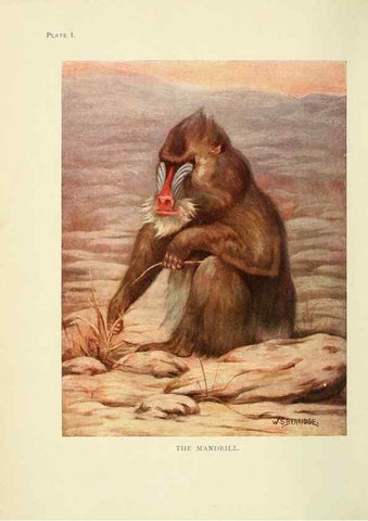 Reproducción/Reproduction 7335333638: The book of the animal kingdom.. London,J. M. Dent & sons, ltd.;1910.
