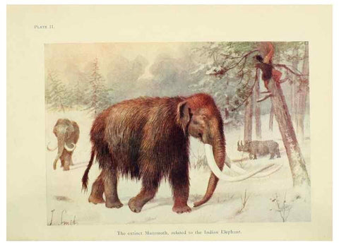 Reproducción/Reproduction 7335335088: The book of the animal kingdom.. London,J. M. Dent & sons, ltd.;1910.