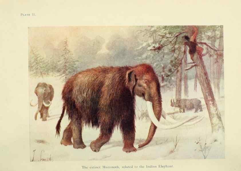 Reproducción/Reproduction 7335335088: The book of the animal kingdom.. London,J. M. Dent & sons, ltd.;1910.