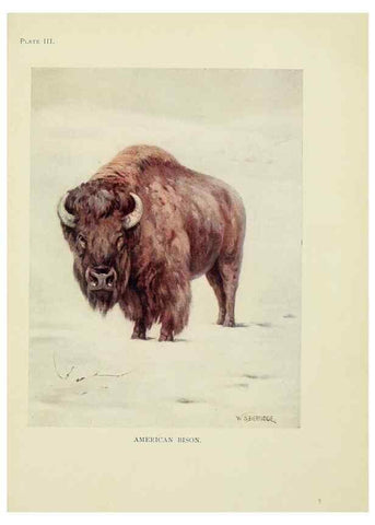 Reproducción/Reproduction 7335336278: The book of the animal kingdom.. London,J. M. Dent & sons, ltd.;1910.