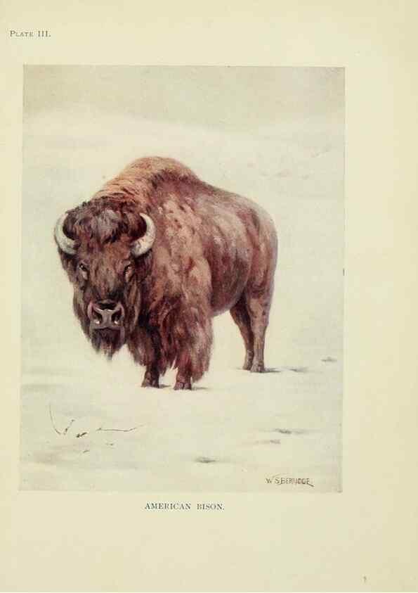 Reproducción/Reproduction 7335336278: The book of the animal kingdom.. London,J. M. Dent & sons, ltd.;1910.
