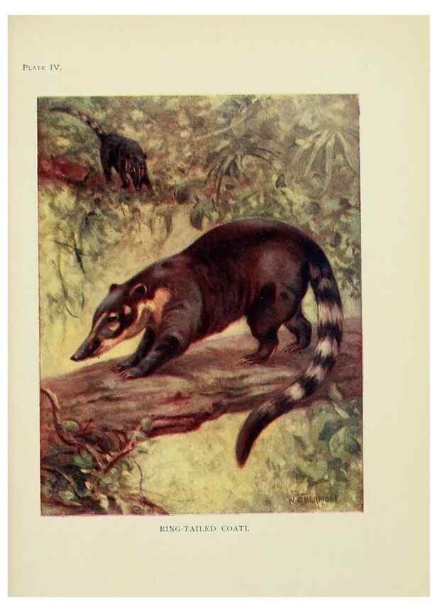 Reproducción/Reproduction 7335337568: The book of the animal kingdom.. London,J. M. Dent & sons, ltd.;1910.