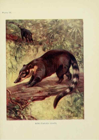 Reproducción/Reproduction 7335337568: The book of the animal kingdom.. London,J. M. Dent & sons, ltd.;1910.