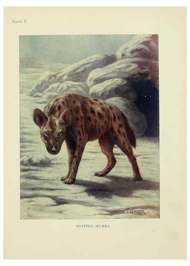 Reproducción/Reproduction 7335338496: The book of the animal kingdom.. London,J. M. Dent & sons, ltd.;1910.