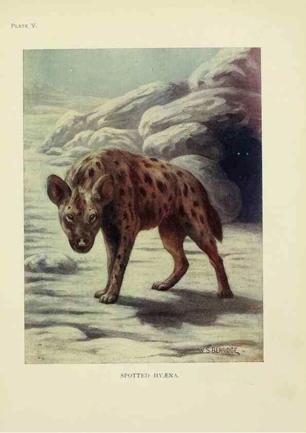Reproducción/Reproduction 7335338496: The book of the animal kingdom.. London,J. M. Dent & sons, ltd.;1910.