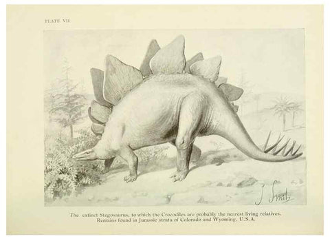 Reproducción/Reproduction 7335339368: The book of the animal kingdom.. London,J. M. Dent & sons, ltd.;1910.