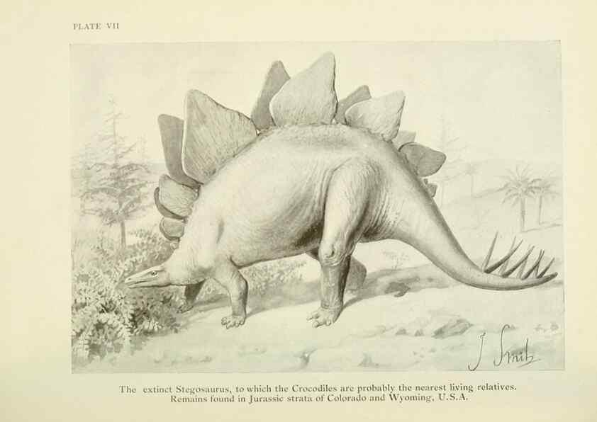 Reproducción/Reproduction 7335339368: The book of the animal kingdom.. London,J. M. Dent & sons, ltd.;1910.