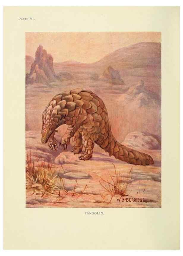 Reproducción/Reproduction 7335340284: The book of the animal kingdom.. London,J. M. Dent & sons, ltd.;1910.