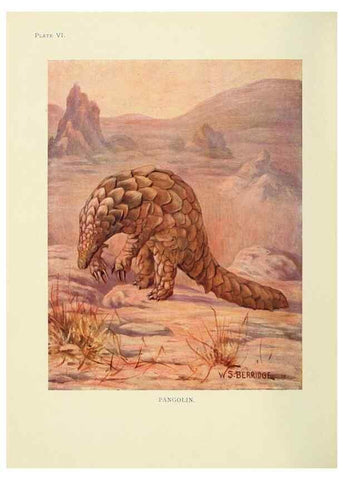 Reproducción/Reproduction 7335340284: The book of the animal kingdom.. London,J. M. Dent & sons, ltd.;1910.
