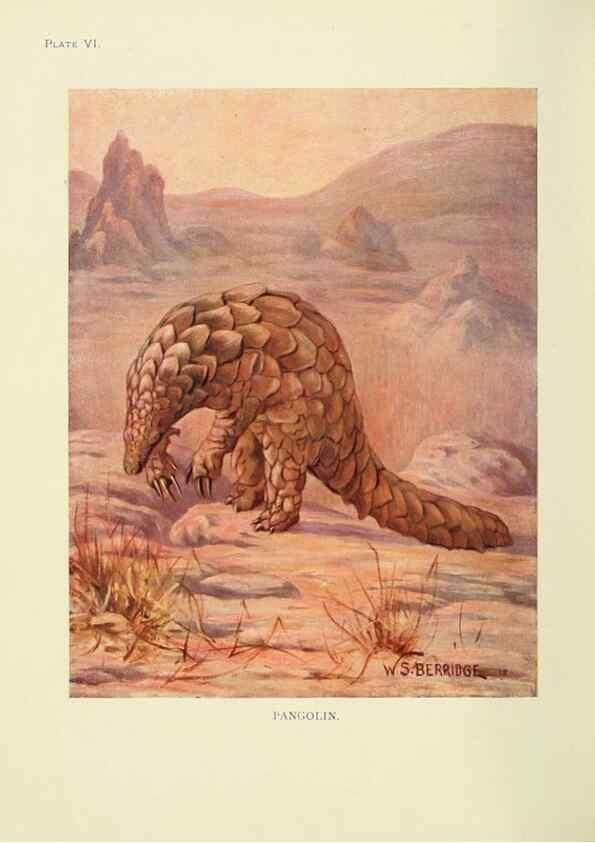 Reproducción/Reproduction 7335340284: The book of the animal kingdom.. London,J. M. Dent & sons, ltd.;1910.