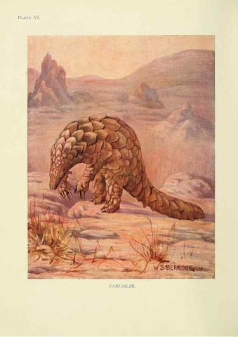 Reproducción/Reproduction 7335340284: The book of the animal kingdom.. London,J. M. Dent & sons, ltd.;1910.
