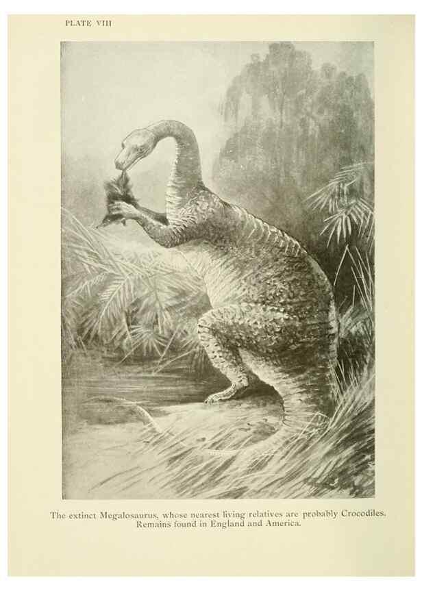 Reproducción/Reproduction 7335341294: The book of the animal kingdom.. London,J. M. Dent & sons, ltd.;1910.