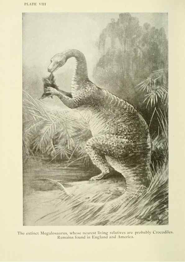 Reproducción/Reproduction 7335341294: The book of the animal kingdom.. London,J. M. Dent & sons, ltd.;1910.