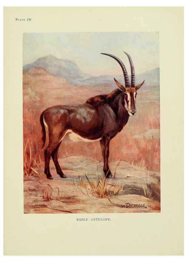Reproducción/Reproduction 7335342224: The book of the animal kingdom.. London,J. M. Dent & sons, ltd.;1910.