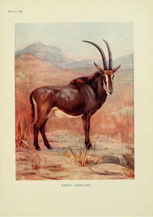 Reproducción/Reproduction 7335342224: The book of the animal kingdom.. London,J. M. Dent & sons, ltd.;1910.