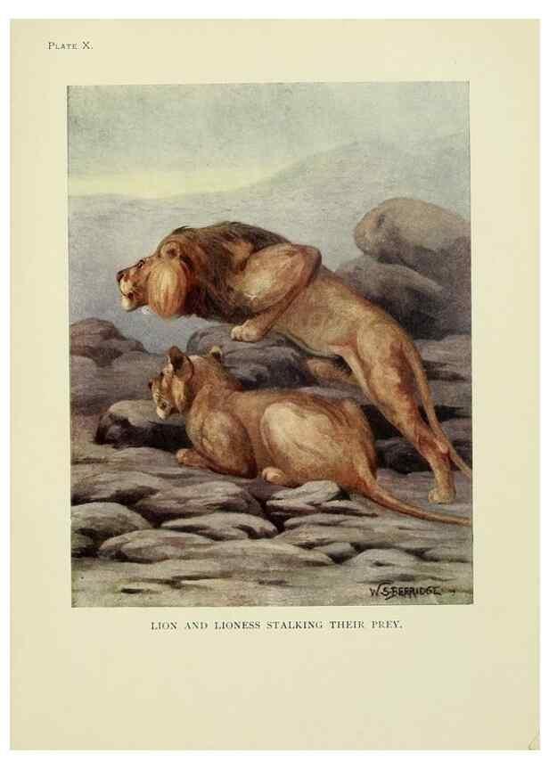 Reproducción/Reproduction 7335342920: The book of the animal kingdom.. London,J. M. Dent & sons, ltd.;1910.