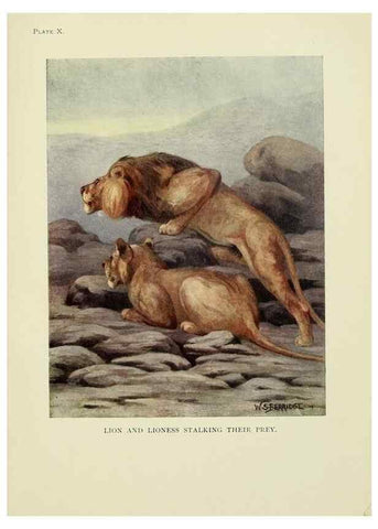 Reproducción/Reproduction 7335342920: The book of the animal kingdom.. London,J. M. Dent & sons, ltd.;1910.