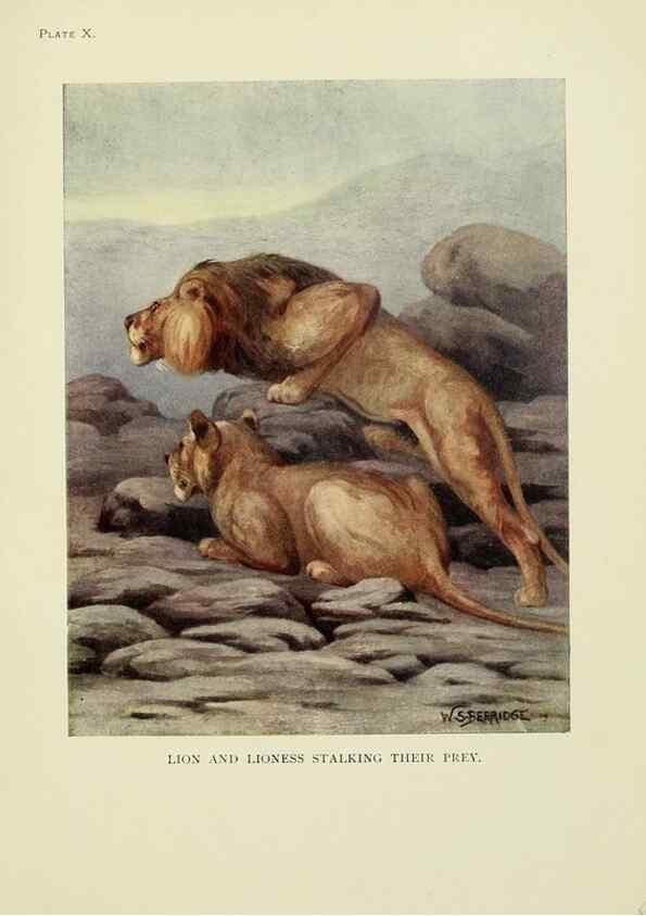Reproducción/Reproduction 7335342920: The book of the animal kingdom.. London,J. M. Dent & sons, ltd.;1910.