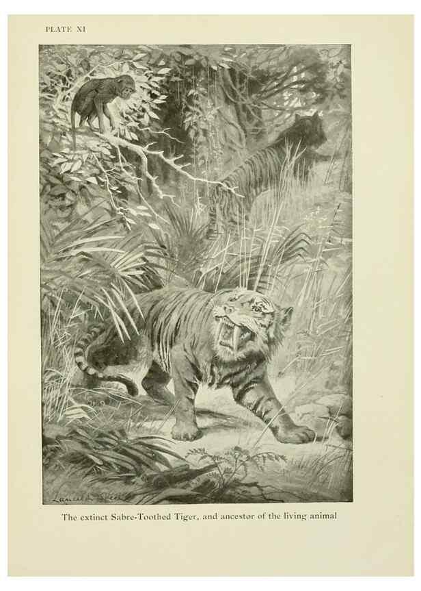 Reproducción/Reproduction 7335343910: The book of the animal kingdom.. London,J. M. Dent & sons, ltd.;1910.