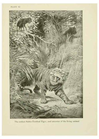 Reproducción/Reproduction 7335343910: The book of the animal kingdom.. London,J. M. Dent & sons, ltd.;1910.