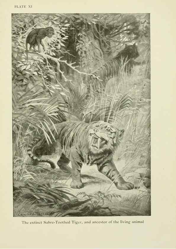Reproducción/Reproduction 7335343910: The book of the animal kingdom.. London,J. M. Dent & sons, ltd.;1910.