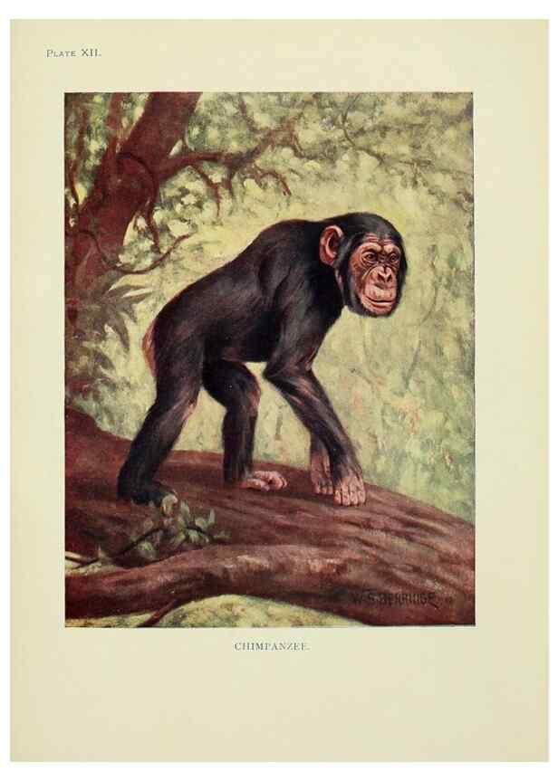 Reproducción/Reproduction 7335344816: The book of the animal kingdom.. London,J. M. Dent & sons, ltd.;1910.