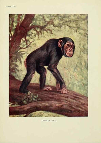 Reproducción/Reproduction 7335344816: The book of the animal kingdom.. London,J. M. Dent & sons, ltd.;1910.