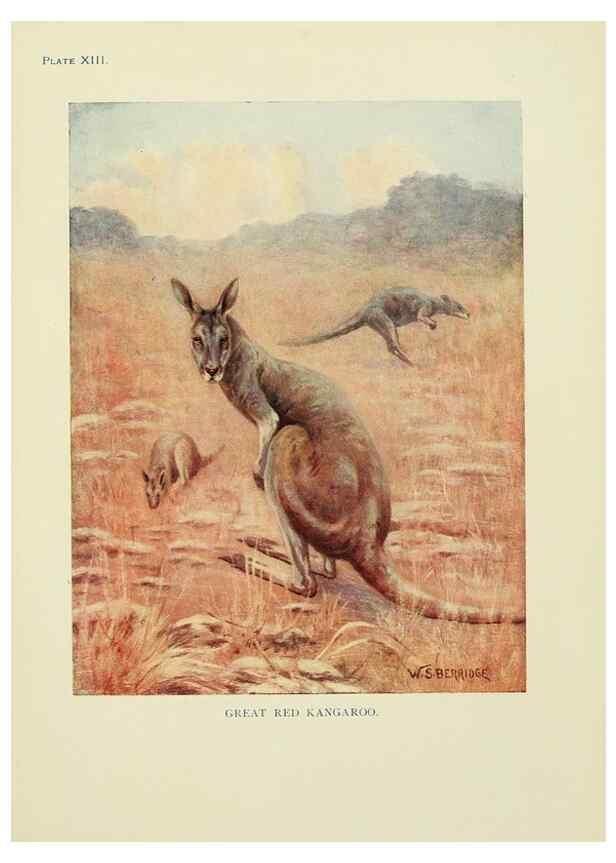 Reproducción/Reproduction 7335345734: The book of the animal kingdom.. London,J. M. Dent & sons, ltd.;1910.