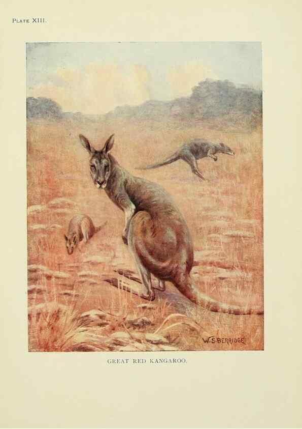Reproducción/Reproduction 7335345734: The book of the animal kingdom.. London,J. M. Dent & sons, ltd.;1910.