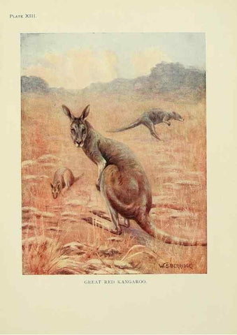 Reproducción/Reproduction 7335345734: The book of the animal kingdom.. London,J. M. Dent & sons, ltd.;1910.