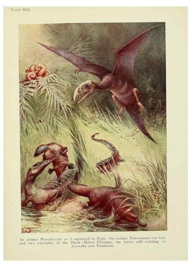 Reproducción/Reproduction 7335346838: The book of the animal kingdom.. London,J. M. Dent & sons, ltd.;1910.