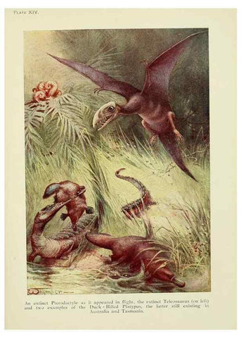 Reproducción/Reproduction 7335346838: The book of the animal kingdom.. London,J. M. Dent & sons, ltd.;1910.