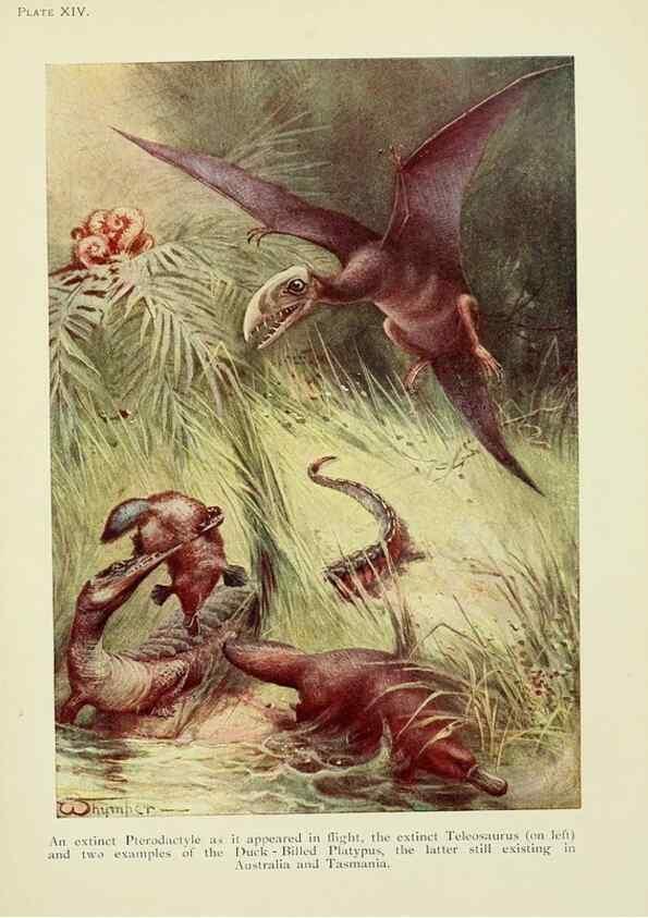 Reproducción/Reproduction 7335346838: The book of the animal kingdom.. London,J. M. Dent & sons, ltd.;1910.