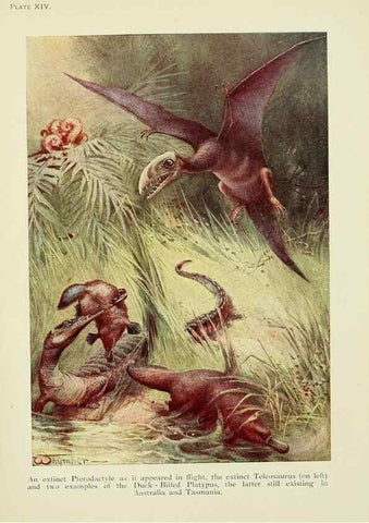 Reproducción/Reproduction 7335346838: The book of the animal kingdom.. London,J. M. Dent & sons, ltd.;1910.