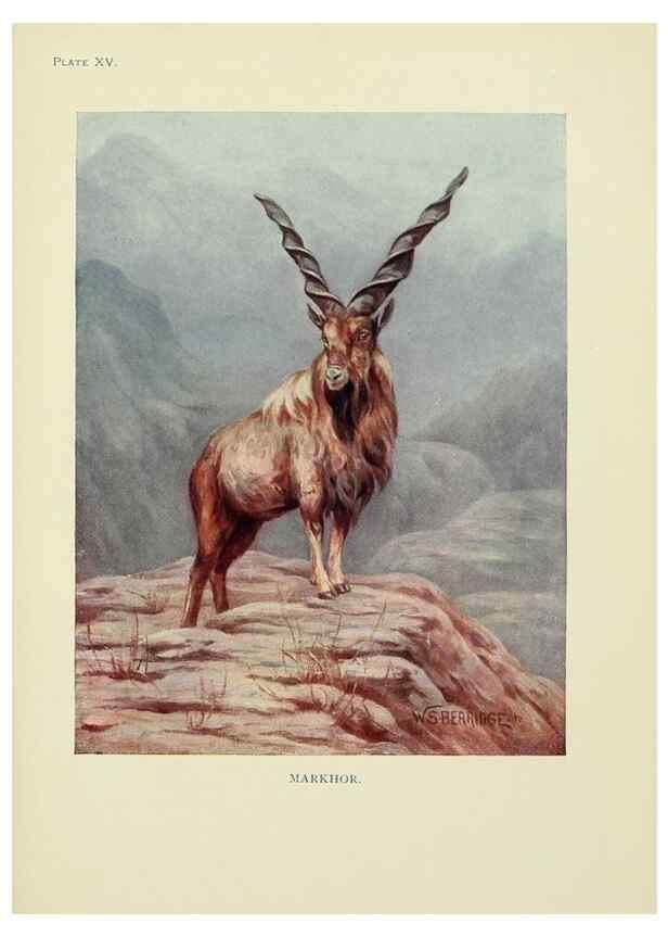 Reproducción/Reproduction 7335347898: The book of the animal kingdom.. London,J. M. Dent & sons, ltd.;1910.