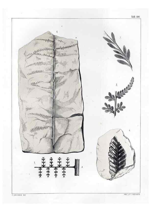 Reproducción/Reproduction 7294204180: Flora fossilis formationis oolithicae =. Padova :Tip. del Seminario,1856/1868-1873/1885.