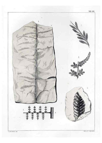 Reproducción/Reproduction 7294204180: Flora fossilis formationis oolithicae =. Padova :Tip. del Seminario,1856/1868-1873/1885.