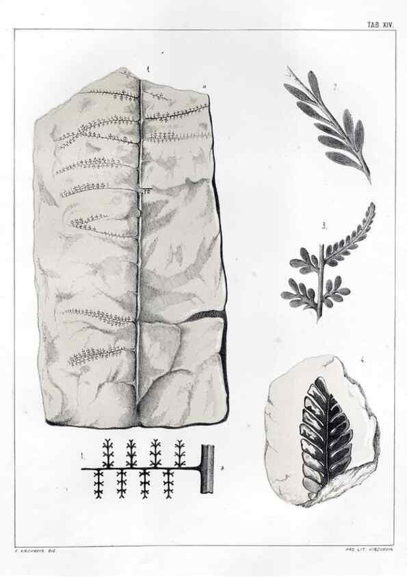 Reproducción/Reproduction 7294204180: Flora fossilis formationis oolithicae =. Padova :Tip. del Seminario,1856/1868-1873/1885.