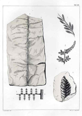 Reproducción/Reproduction 7294204180: Flora fossilis formationis oolithicae =. Padova :Tip. del Seminario,1856/1868-1873/1885.