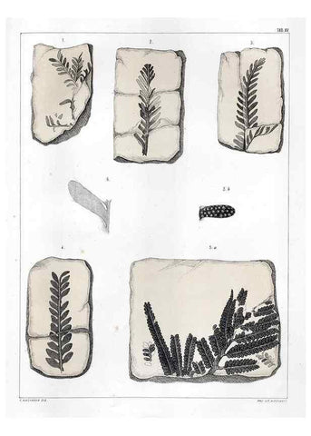 Reproducción/Reproduction 7294205392: Flora fossilis formationis oolithicae =. Padova :Tip. del Seminario,1856/1868-1873/1885.